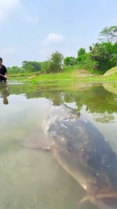 Amazing Fish Hunting #fishing #bigfish | Rural Fishing BD