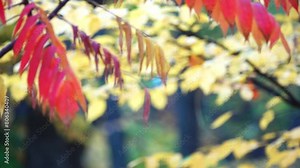 Rhus typhina, or staghorn sumac, is a species of flowering plant in the family Anacardiaceae, native to eastern North America. Stock Video
