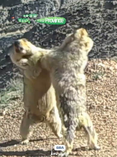 Marmots fighting in the wild