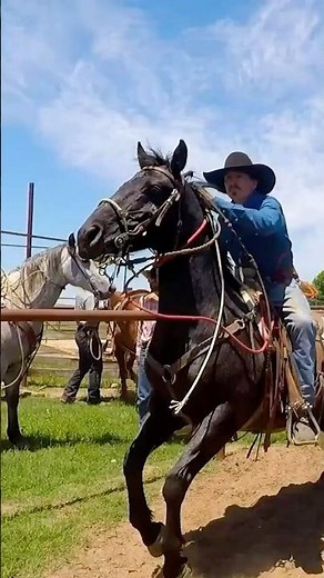 Calf Roping With a Dally