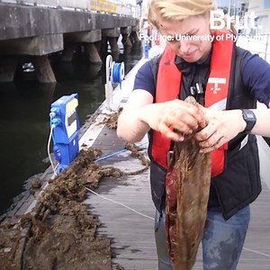 Do "biodegradable" plastic bags really biodegrade? These scientists examined the degradation of five of these bags. This is what they found out. | Brut nature