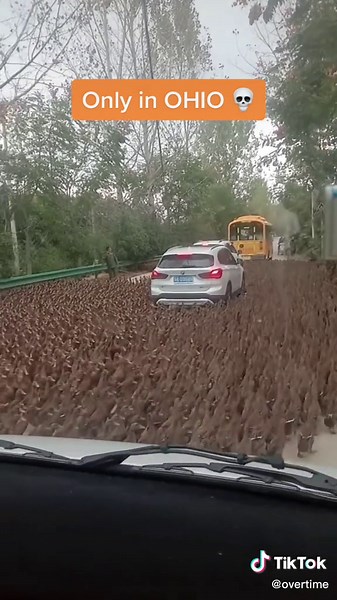 Unusual Birds in Ohio: Exploring Ongoing Birdwatching Trends