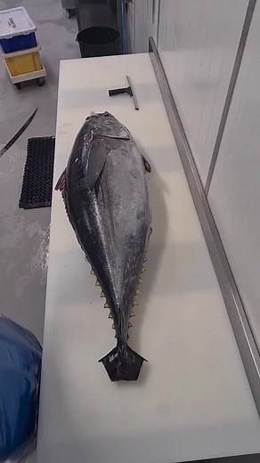 Expert Guide to Filleting Big Eye Tuna