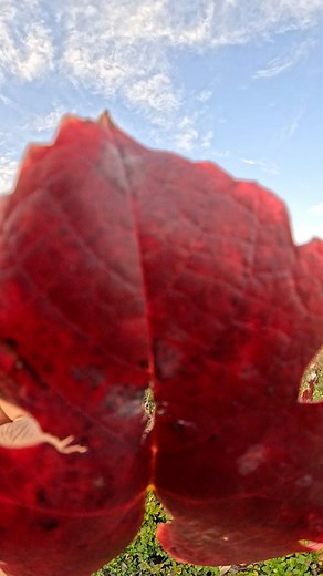 30 reactions · 24 comments |  Melick's Town Farm - Oldwick Cider Mill & Orchard, NJ Late fall, fresh apples, and cozy moments ❤️ #NovemberVibes #farmlife #love #trendingsongs #newjersey | Wanderlust Vibes | Facebook