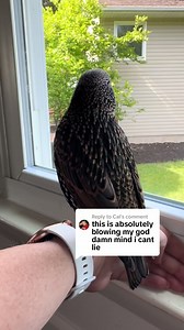 Replying to @Cal literally how I feel every day 🤯 #europeanstarling #starling #petstarling #talkingbird #petbird