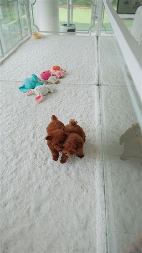 ROLLY TEACUP PUPPIES KOREA 🇰🇷 INC. on Instagram: "Our two BEAUTIFUL red poodles, Felix has found a home in the Sunshine State☀️🏖️ Sienna will FUREVER be loved in the Big Apple 🍎🗽 ❤️ Thank you for always trusting Rolly Pups for the opportunity to share more love and great memories to your family 🫶🏼"