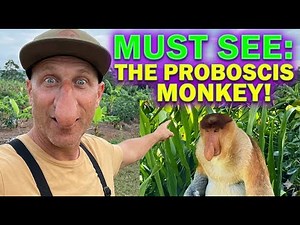 You Don’t See Wildlife Like This Anywhere Else| Proboscis Monkey | Labuk Bay in Borneo