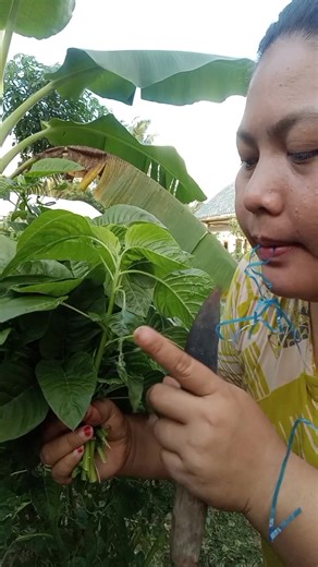 Daun bayam bagus tentunya karna di rawat yaa... Musim hujan seperti ini klo gk di rawat udah pasti daunya ancur😅 #Berkebun #Panensayur #Aktifitasdikampung #Bayam #fyp