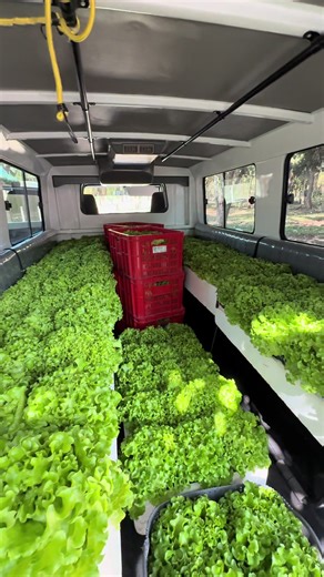 Hydroponic Farming: A Fresh Approach to Table Greens