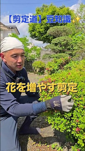 🎉20,000 Views! [Let's make them bloom abundantly again next year!] Satsuki pruning season!! For S...