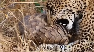 A leopard tried for 10 minutes - and still couldn’t crack the pangolin’s armor
