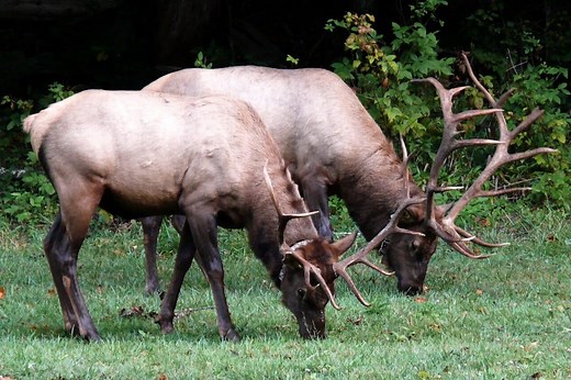 Symbolism of Deer (15 Surprising Meanings)