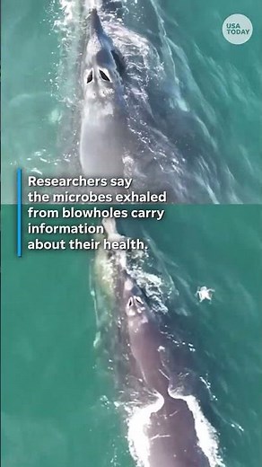 Why is a drone collecting this whale's 'spit?' #Shorts