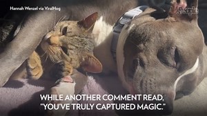 Pit Bull and Cat, Who Are ‘Best Friends,’ Cuddle Every Day — Watch!