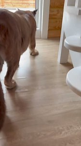 4.6K views · 167 reactions | Messi plays bottle #puma #pumamessi | Team RRQ Unofficial | Facebook