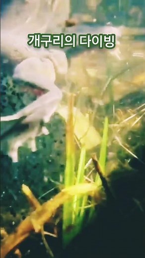개구리의 다이빙 | Frog's dive