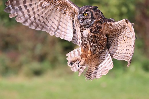 Do Owls Attack Dogs? 6 Ways To Keep Your Furry Friend Safe