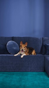 403K views | Frisco by Chewy has all the pet products they need, designed with love and made to last. | Chewy | Facebook