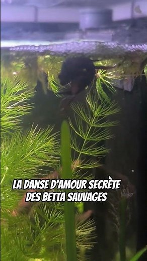 Première repro réussie pour mes Betta Smaragdina ! 🥹