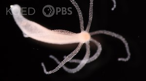 Could this tiny creature, named after a mythical multiheaded monster, hold the secret to eternal youth? Related to jellyfish and anemones, the hydra has an almost otherworldly ability to heal itself and stave off aging. | Deep Look • PBS