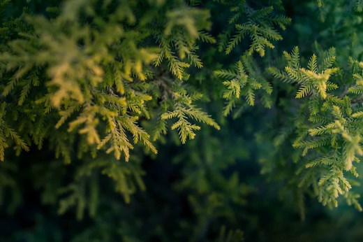 Why is my Norfolk Pine Limp and Drooping? - Plants Craze