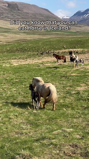 WHICH OF THESE SURPRISES YOU THE MOST?😱 #iceland #icelandtrip #icelandtravel | Quench Your Adventure