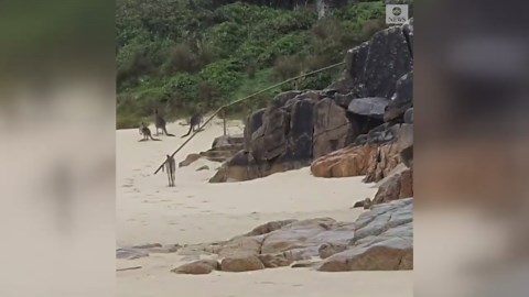Kangaroos enjoy the beach