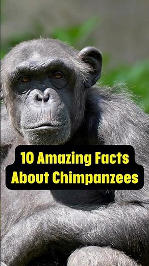 "10 Amazing Facts About Chimpanzees" #chimpanzeefacts #chimpanzees #shorts