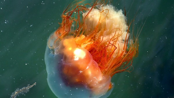 Beware of Lion's Mane Jellyfish at Boston-Area Beaches, Officials Say