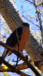 📣Coopers Hawk Call 🦅 #coopershawk #birdcalls #birdsounds