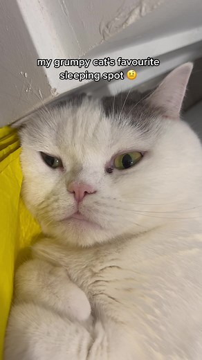 Grumpy Cat's Favorite Sleeping Spot