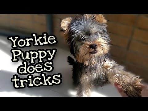 Teaching Yorkie Puppy Tricks (5 months old)