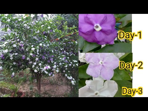 Yesterday Today Tomorrow Plant Care And Fertilizer /How To Care Yesterday Today Tomorrow Plant