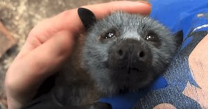 Cute Bat Loves Being Petted and Even Makes Happy Noises