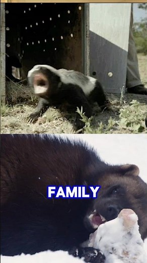 The Real Wolverine! 🦡💥 The Ultimate Badass of the Wild! 🦡❄️