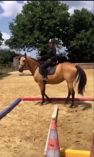 Cheval à vendre - Jument 5 ans 1m60 suitée d'une magnifique pouliche - Vidéo 2 - equirodi.com