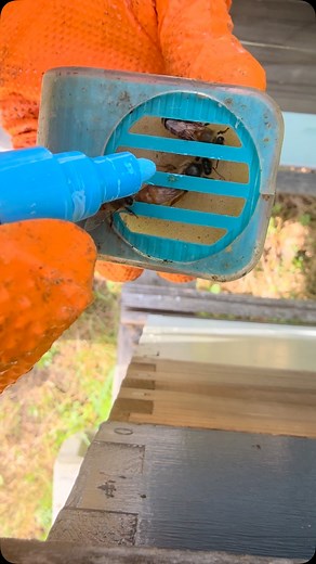 Temporarily queenless hive finally got a new leader - she’s mated and laying, and now I’ll be able to find her! 👍 #honeybees #honey #honeycomb #beeswax #beekeeping #beekeepers #beekeeperslife #savethebees #apiary | Hilltop Farm in Boxford