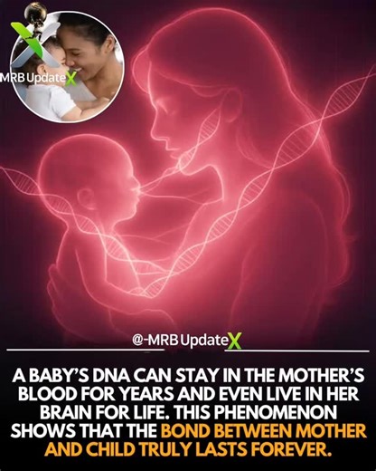MRB UPDATEX on Instagram: "During pregnancy, a fascinating biological exchange takes place — tiny fetal cells cross the placenta and enter the mother’s body, embedding themselves in her tissues. This phenomenon, known as fetal–maternal microchimerism, allows a baby’s DNA to circulate in the mother’s blood for years and even integrate into organs like the brain, heart, and bone marrow. In some cases, these cells persist for life, creating a lasting biological connection between mother and child.