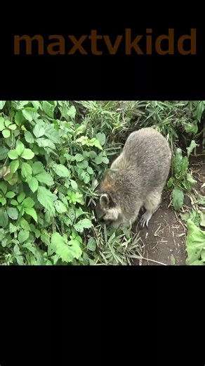 アライグマ可愛い❤ #11