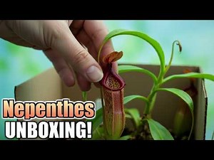 Unboxing New Nepenthes! Care & Repotting with Nepenthes Pitcher Plant Close-Up!