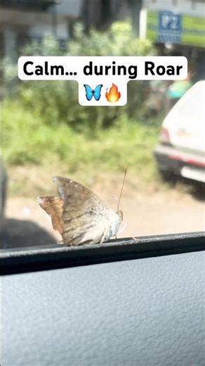 Butterfly vs Roar Energy 🦋🔥| Strong vibes🌻