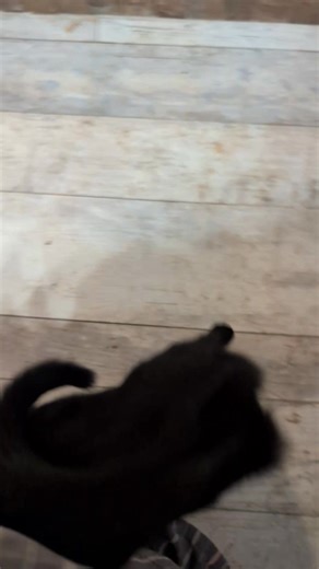 This curly tailed angel is Tiana AKA Java and was adopted out 5 years ago as a baby but was returned because they had a baby and claimed the baby is allergic to the cat super affectionate loves to be with you. She has been living in a catio begging for attention | Suzanne Williams