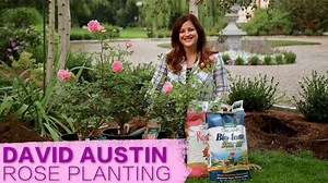 Planting up a few David Austin Roses! 🌹🌹🌹 | Garden Answer