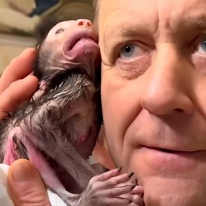 304K views · 6.6K reactions | Welcome newborn, MEET Anfisa, she is sick, but look how CUTE and SMART she is, we already love her. | Monkeys TV | Facebook