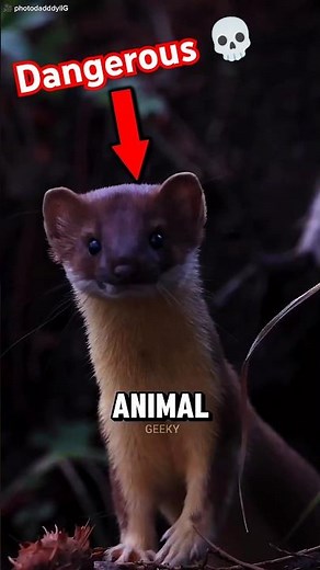 Stoat Uses Hypnotic Dance to Catch Rabbits 🐿️😵‍💫🐇