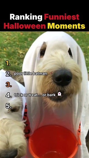 Ranking the FUNNIEST Trick-or-Treat Moments! 🎃😂