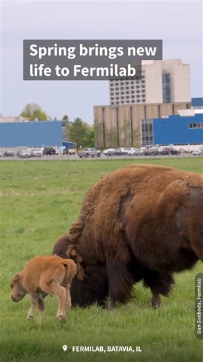 7.6K views · 52 reactions | Spring brings new life to Fermi National...