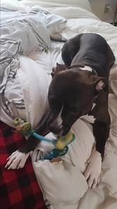 Teaching Mr. BOOMER how to be on the bed lol, he's been a great boy lately so he's getting privileges that he's never had yet😆 needless to say he's very very EXCITED!! | Cassandra Campbell
