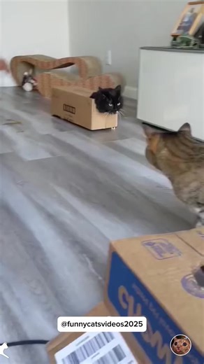 Cats Adoring Cardboard Boxes: A Funny Compilation