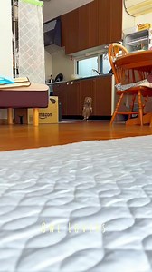 232K views · 6.2K reactions | Baby cute owl黎 #owl | Owl Lovers | Facebook